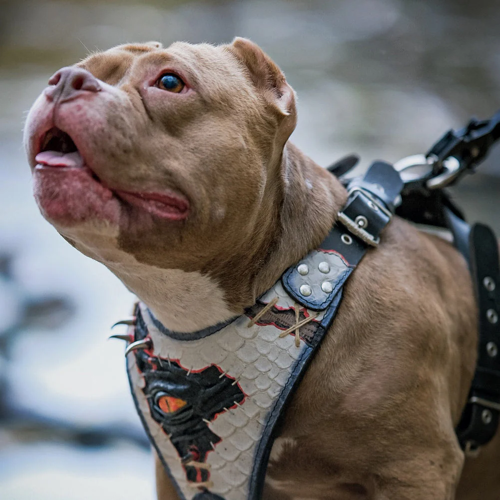 The “Dragon's Eye” Harness LIMITED! - Image 2