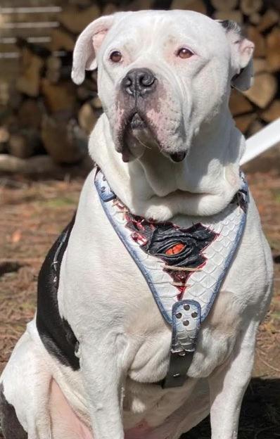 The “Dragon's Eye” Harness LIMITED! - Image 3