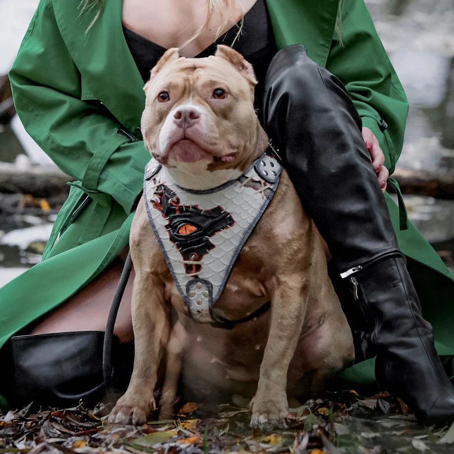 The “Dragon's Eye” Harness LIMITED! - Image 4