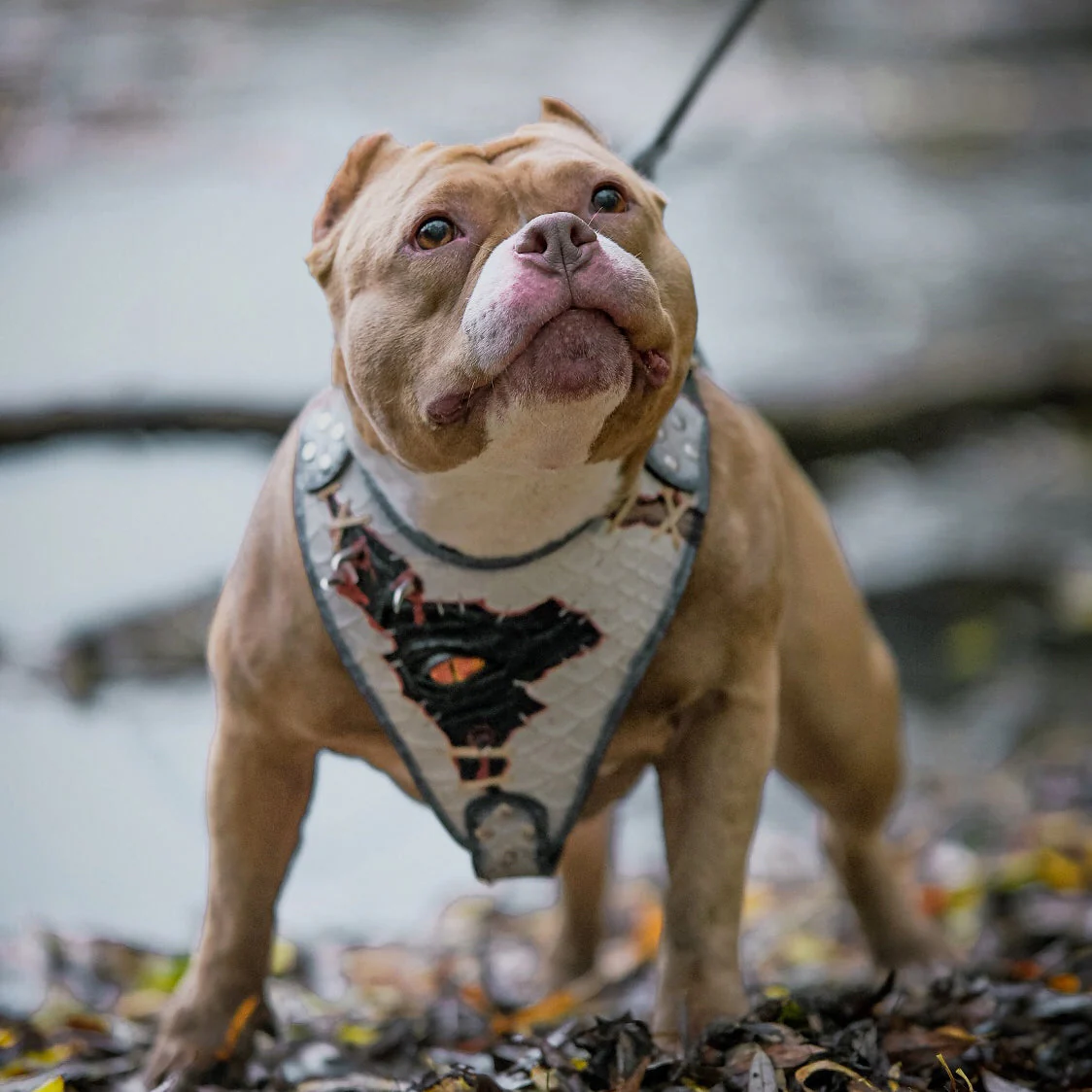 The “Dragon's Eye” Harness LIMITED! - Image 5