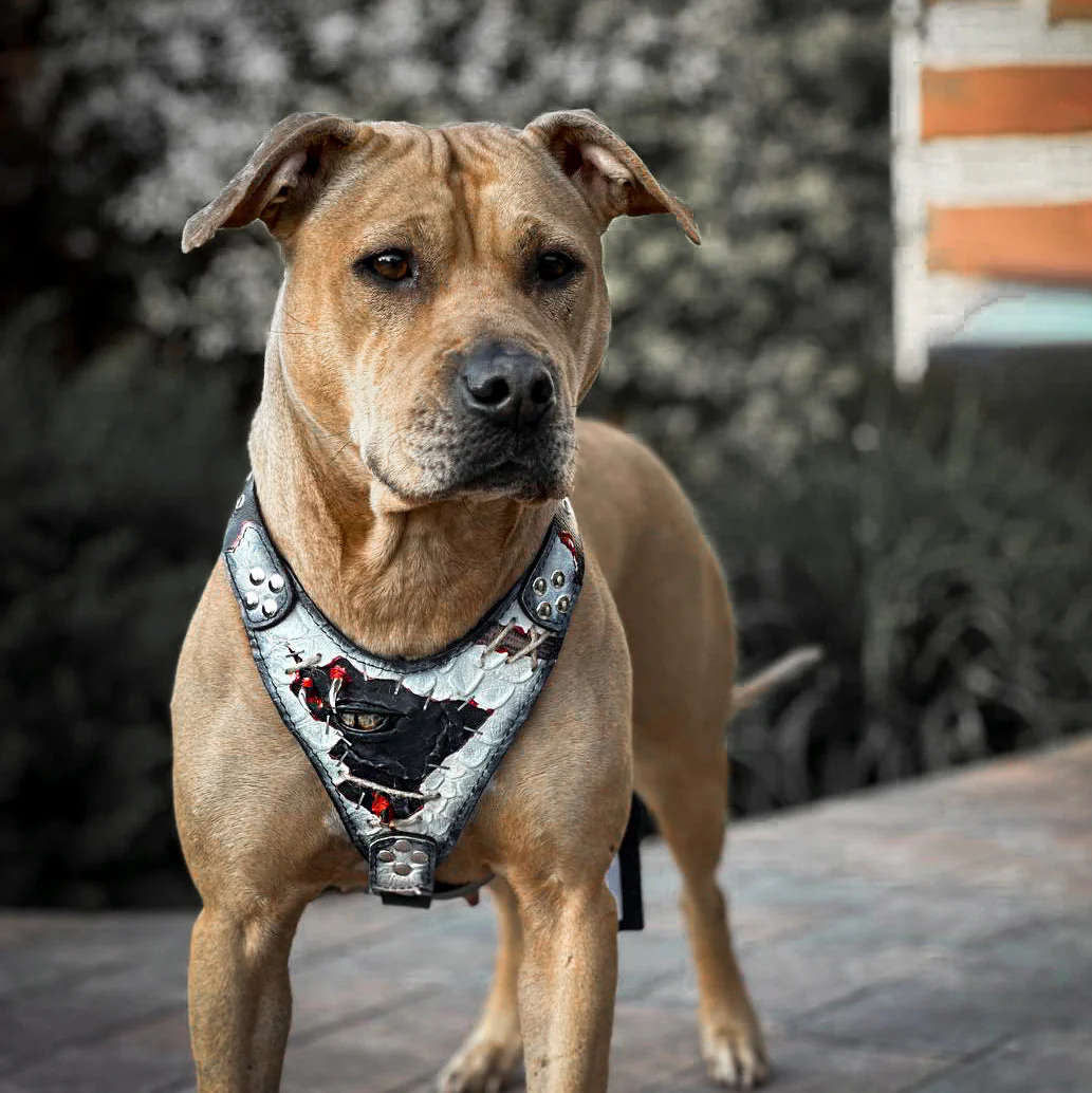 The “Dragon's Eye” Harness LIMITED! - Image 6