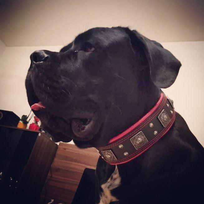 The "Eros" collar 2.5 inch wide black & red - Image 10