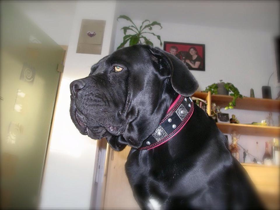 The "Eros" collar 2.5 inch wide black & red - Image 7