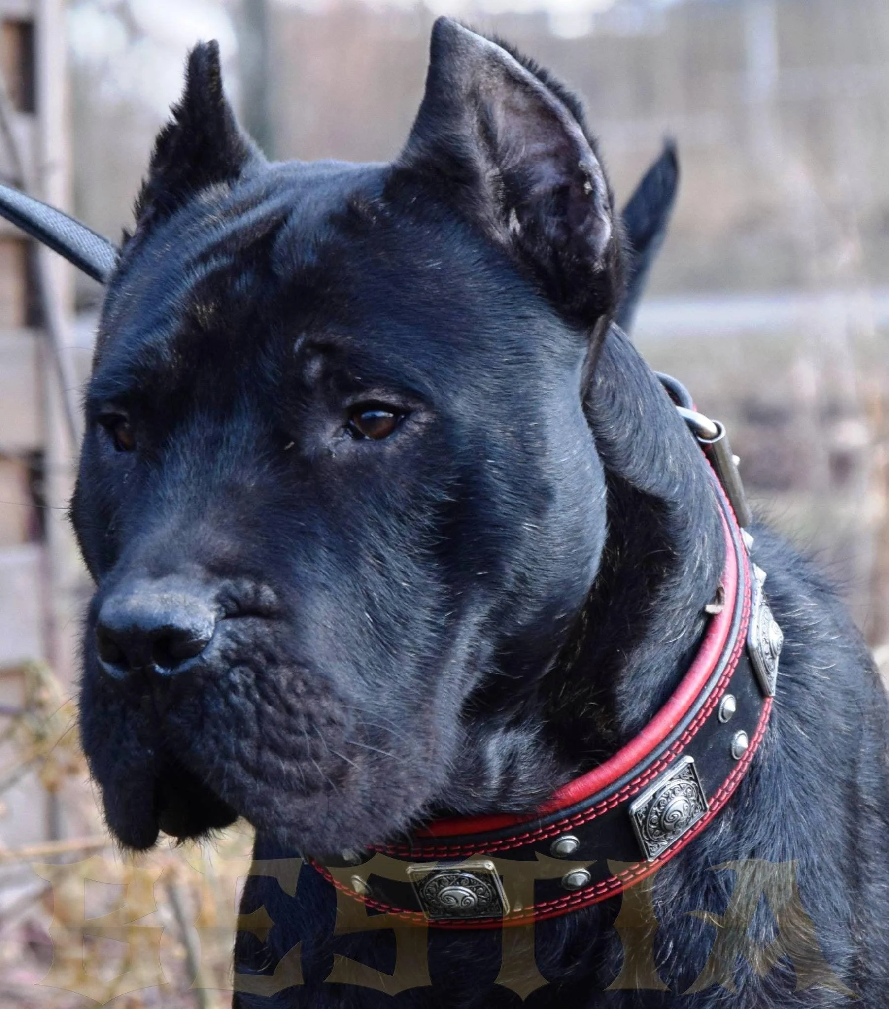The "Eros" collar 2.5 inch wide black & red - Image 9