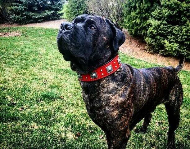 The "Eros" collar 2.5 inch wide RED - Image 3