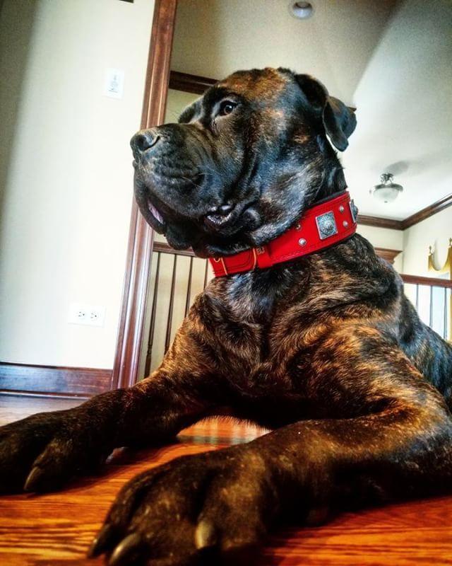 The "Eros" collar 2.5 inch wide RED - Image 4