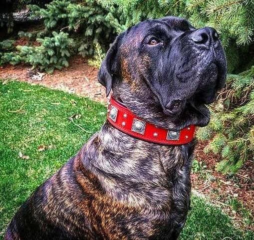 The "Eros" collar 2.5 inch wide RED - Image 5