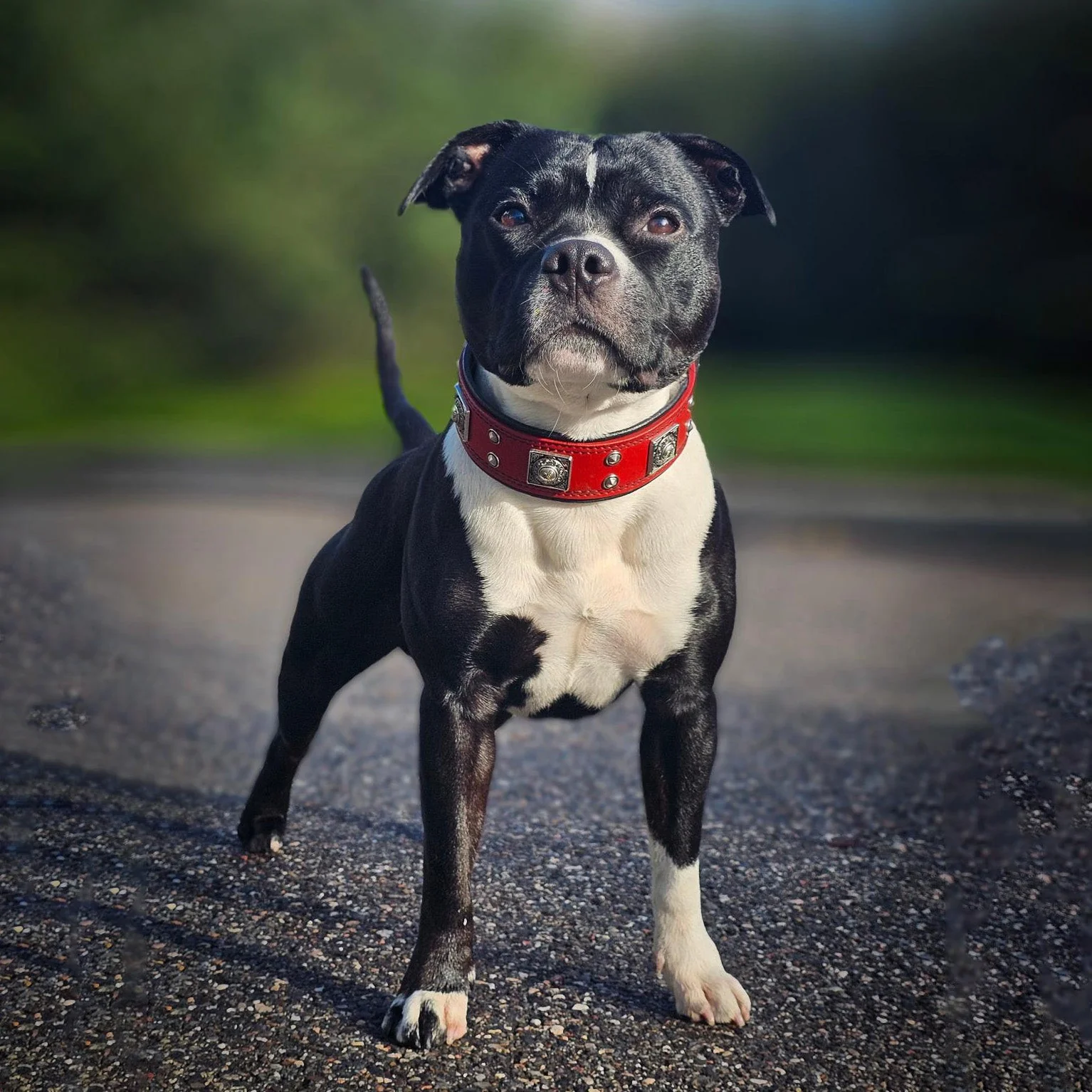 The "Eros" collar 2 inch wide Red - Image 2