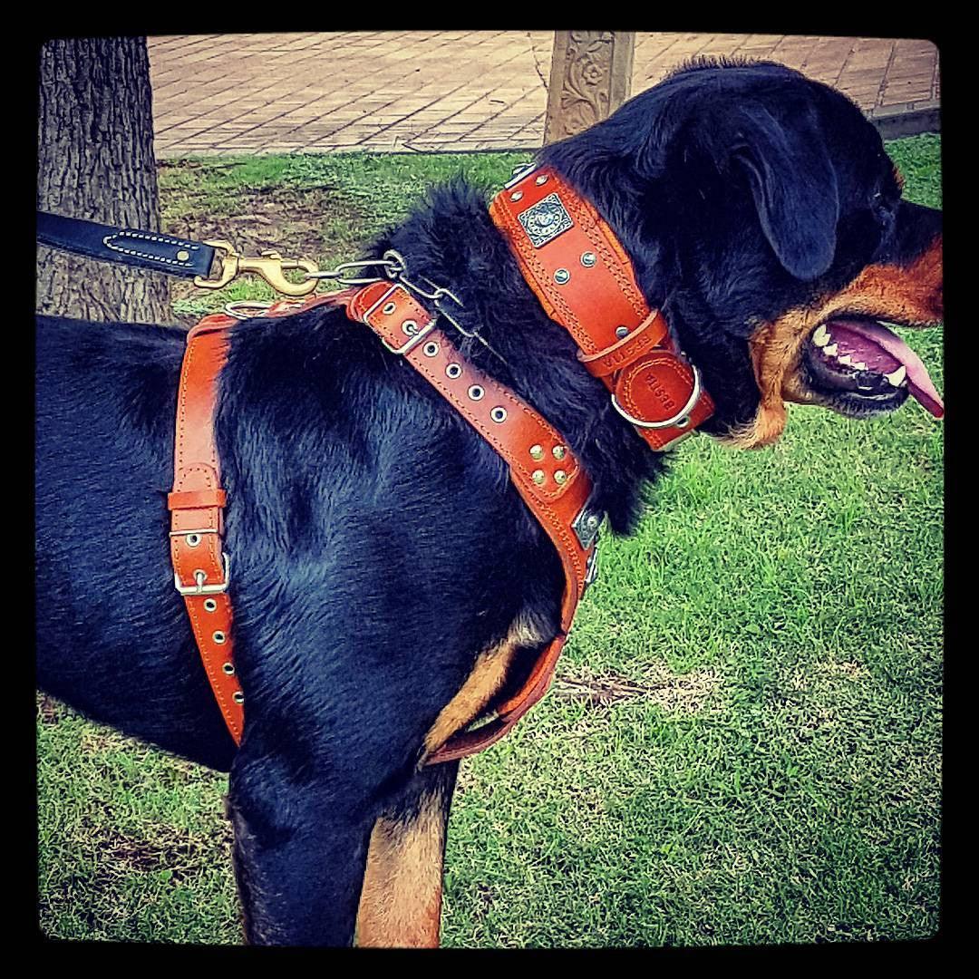 The "Eros" harness brown - Image 4