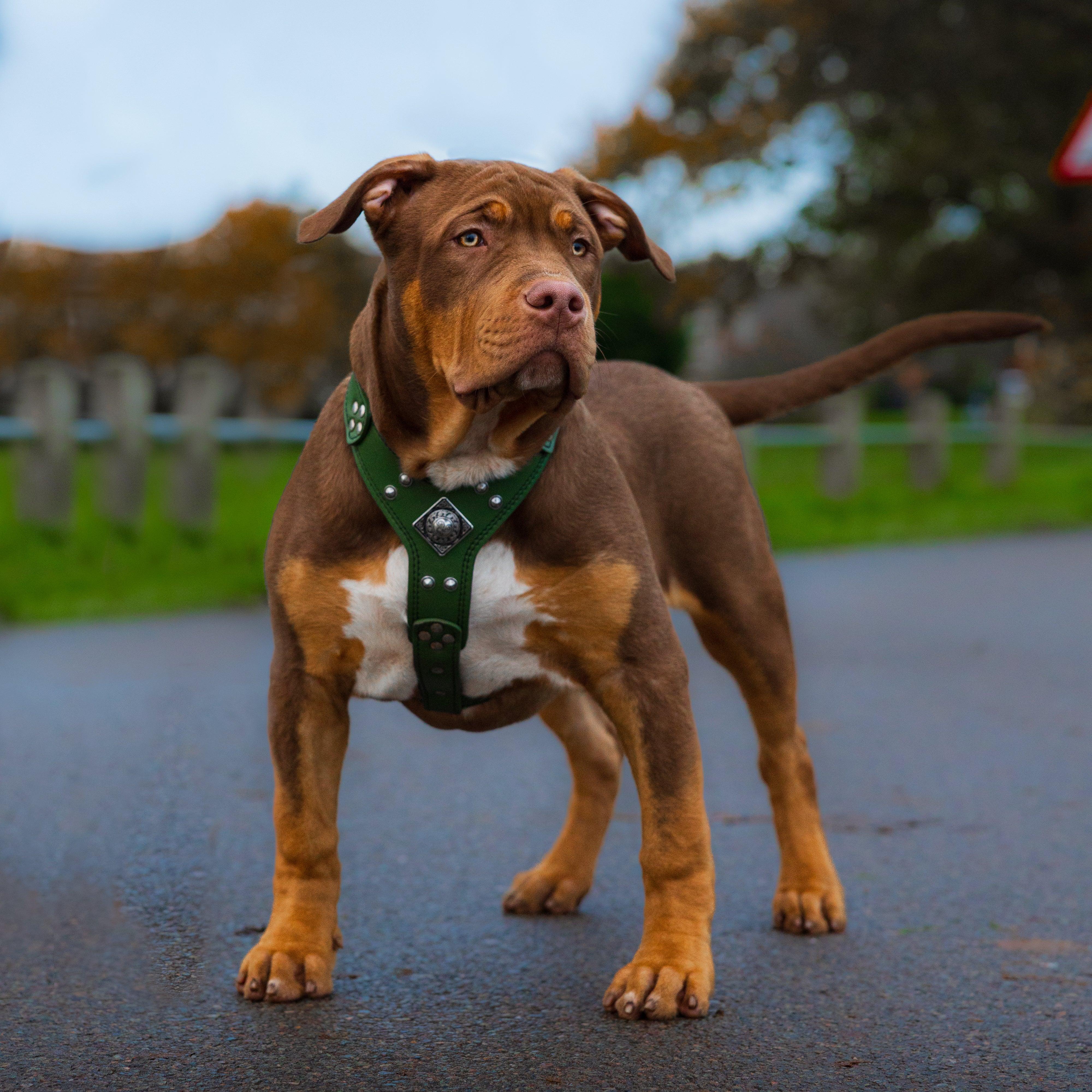 The ''Eros'' harness Green Small to Medium Size - Image 3