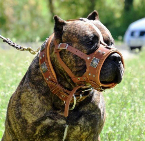 The "Eros" muzzle brown - Image 2