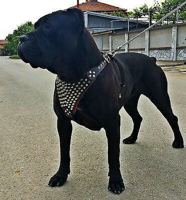 The "Gladiator" harness - Image 2