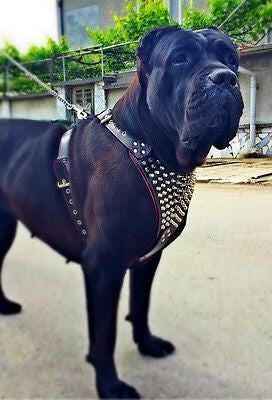 The "Gladiator" harness - Image 3