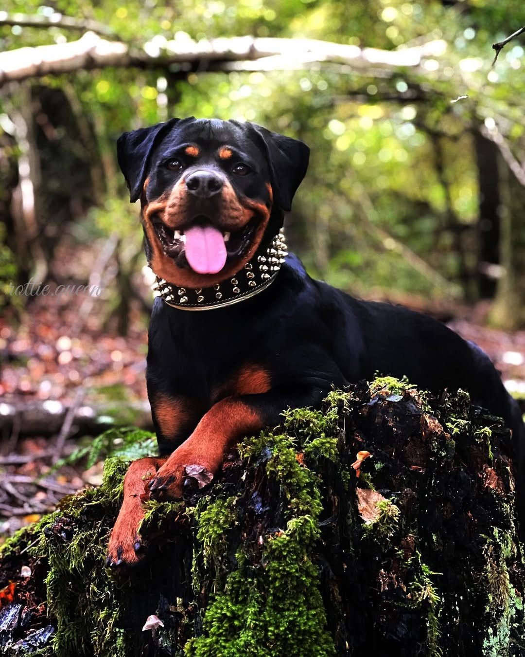 The "Gold Giant" collar - Image 2