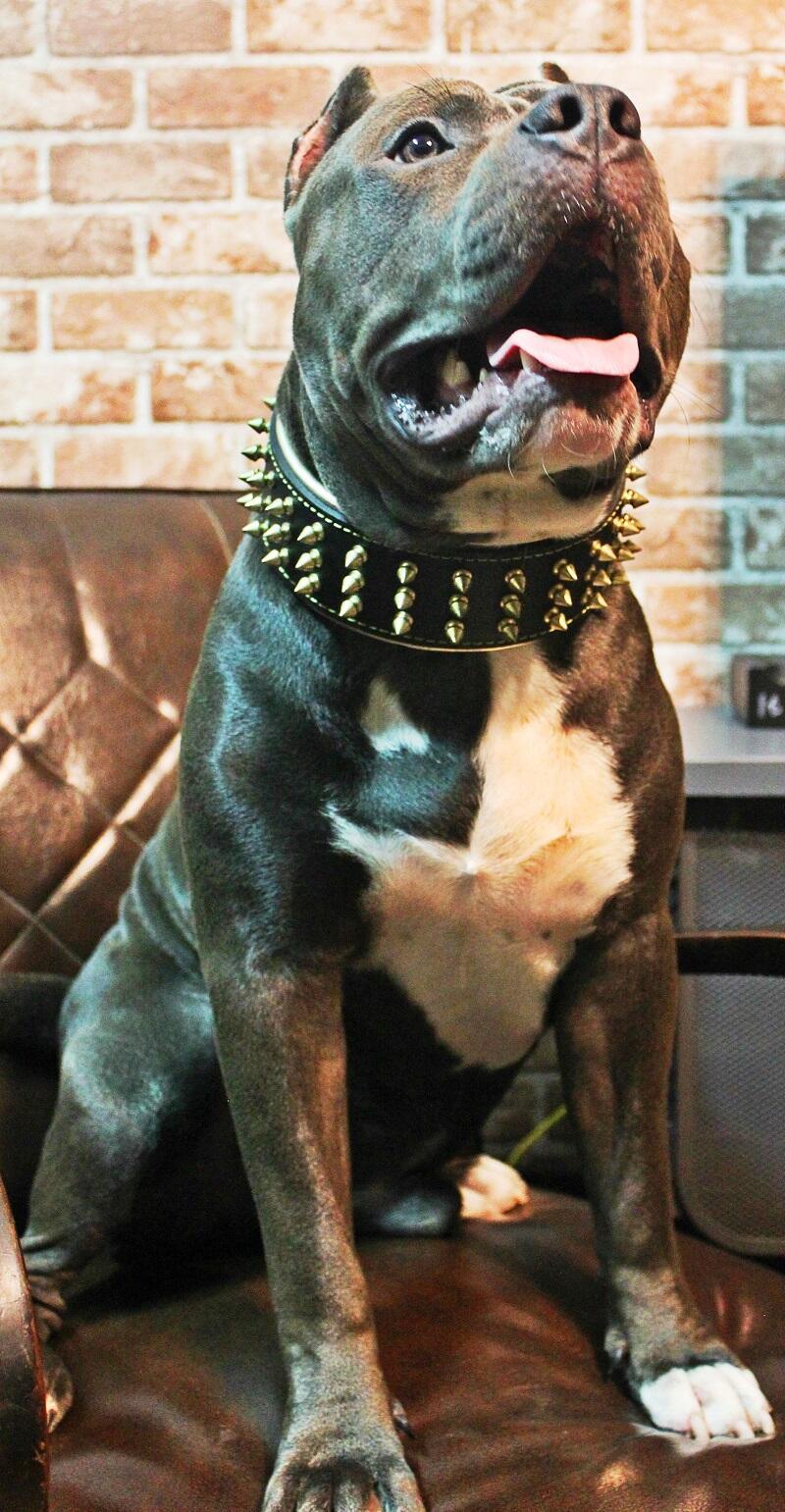 The "Gold Giant" collar - Image 5