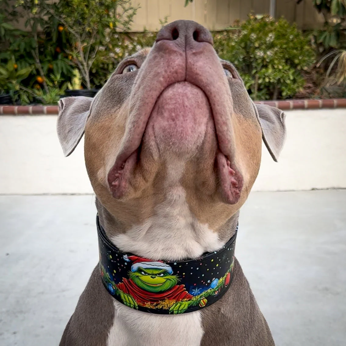 The Grinchmas Limited Collar - Image 5