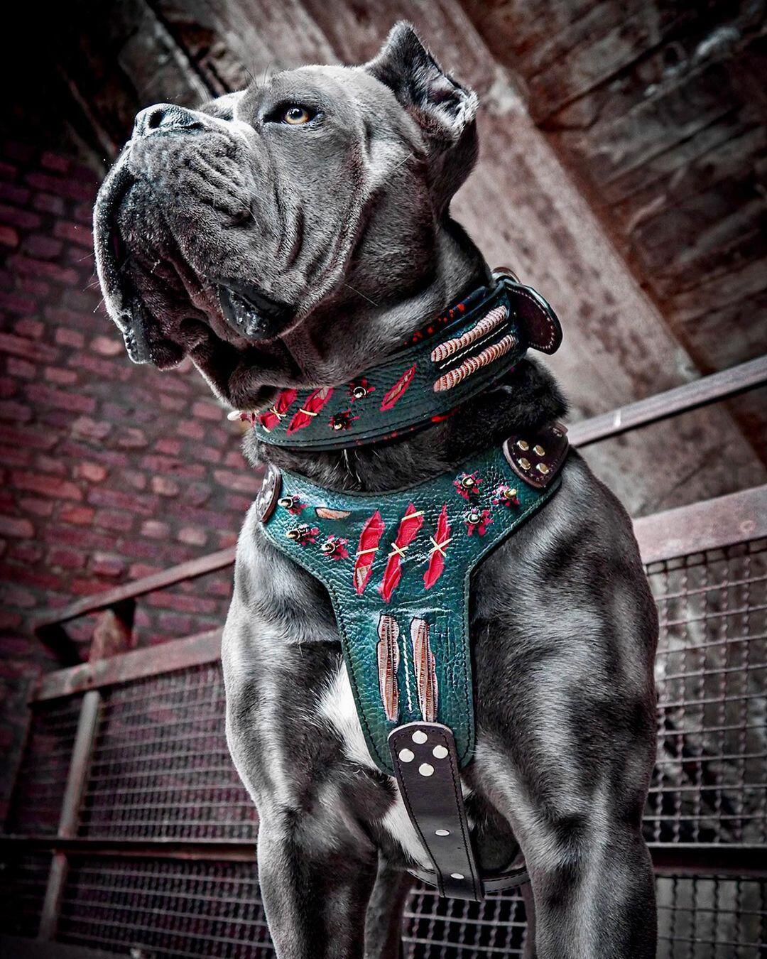 The "Haunted'' collar LIMITED - Image 4
