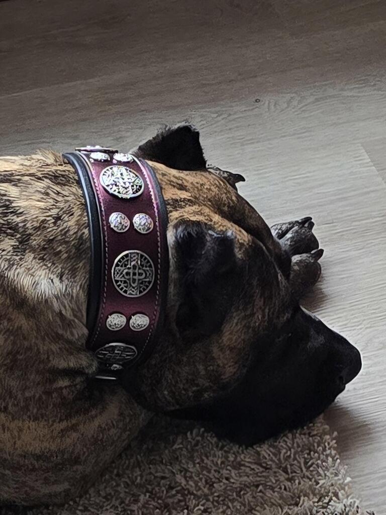 The "Hektor" Burgundy Collar LIMITED - Image 5