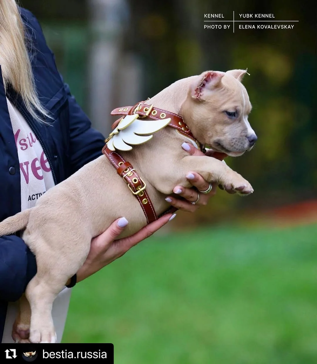 The "Hermes" leather harness - Small to Medium Size - Image 4