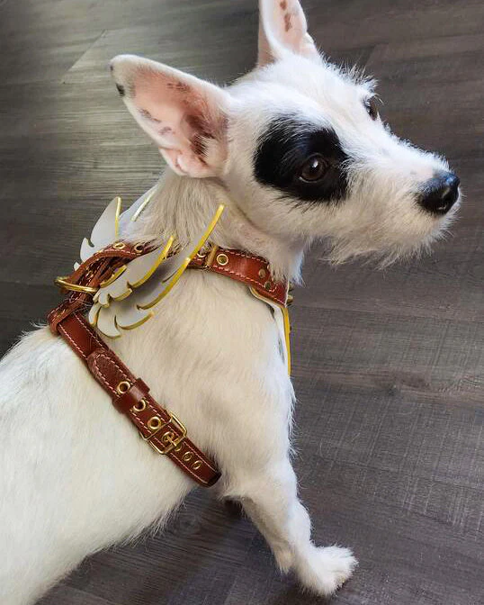The "Hermes" leather harness - Small to Medium Size - Image 5