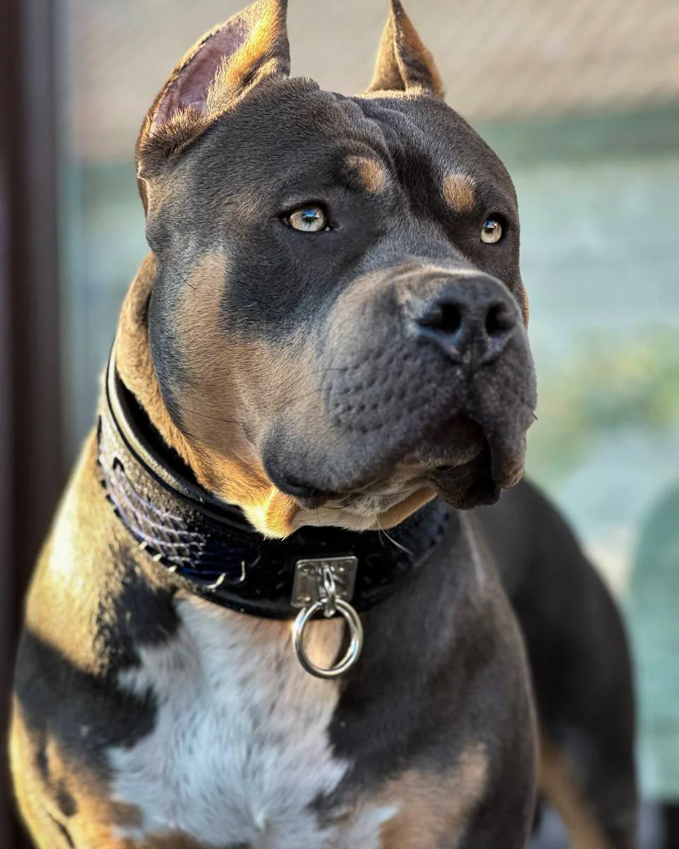 The ''Indigo'' collar - Image 3