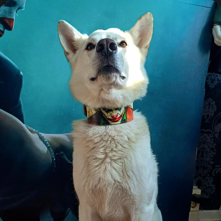 The Joker Limited Collar - Image 7