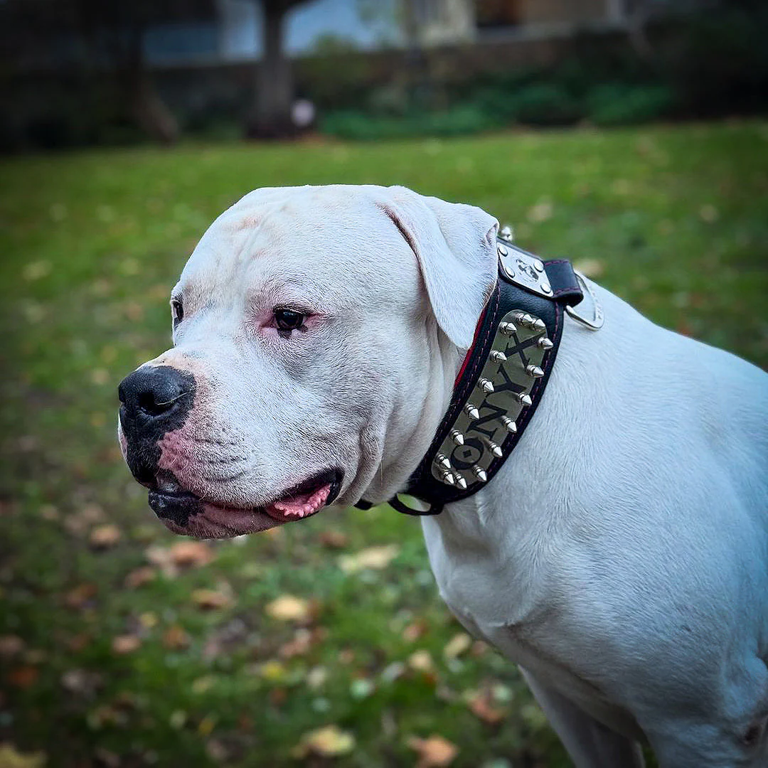 The "Kennel" collar- personalized! - Image 2