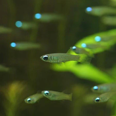 The Killie Lamp-Eye - Norman's Lampeye Killifish (Poropanchax normani) - Image 2