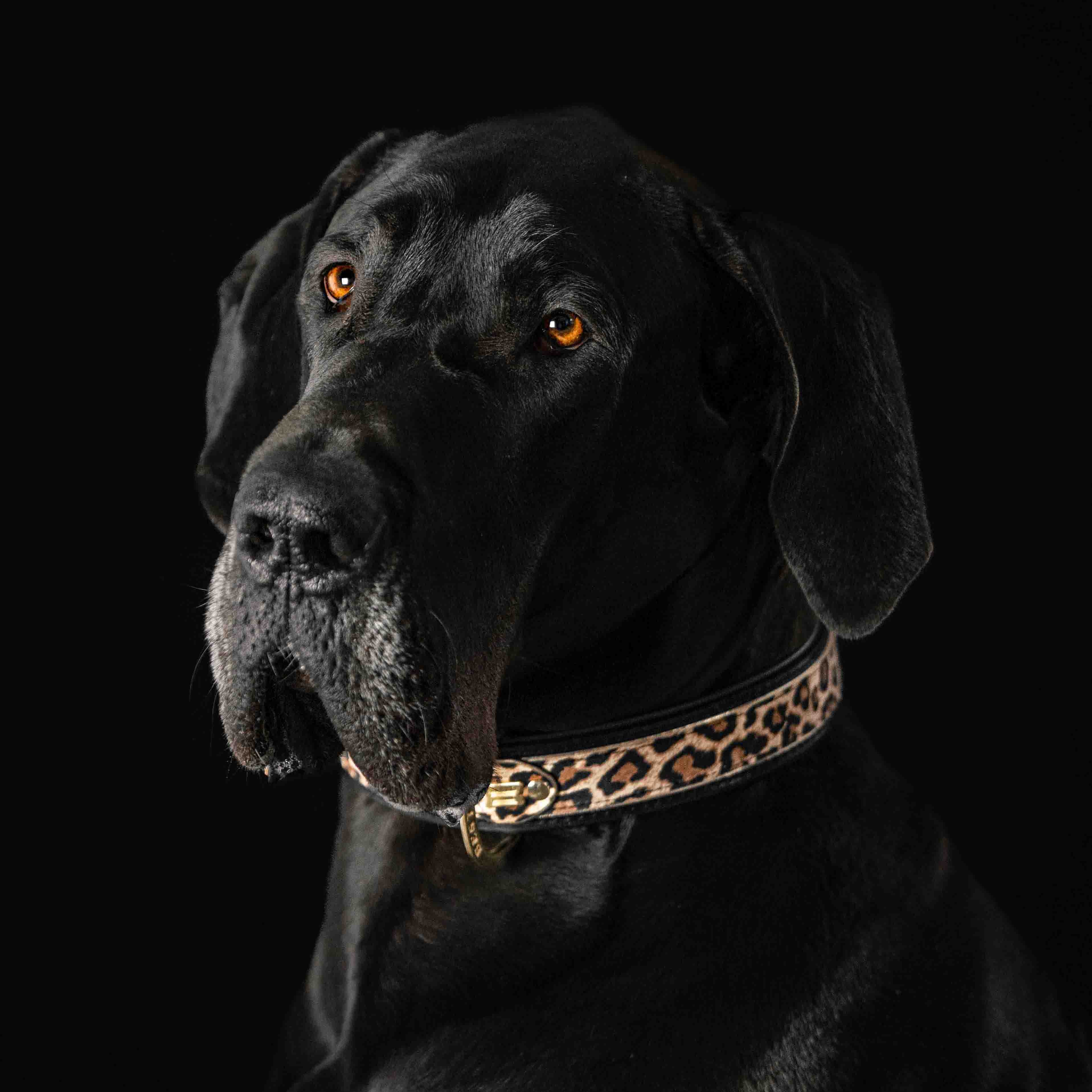 The Leopard Collar - Image 3