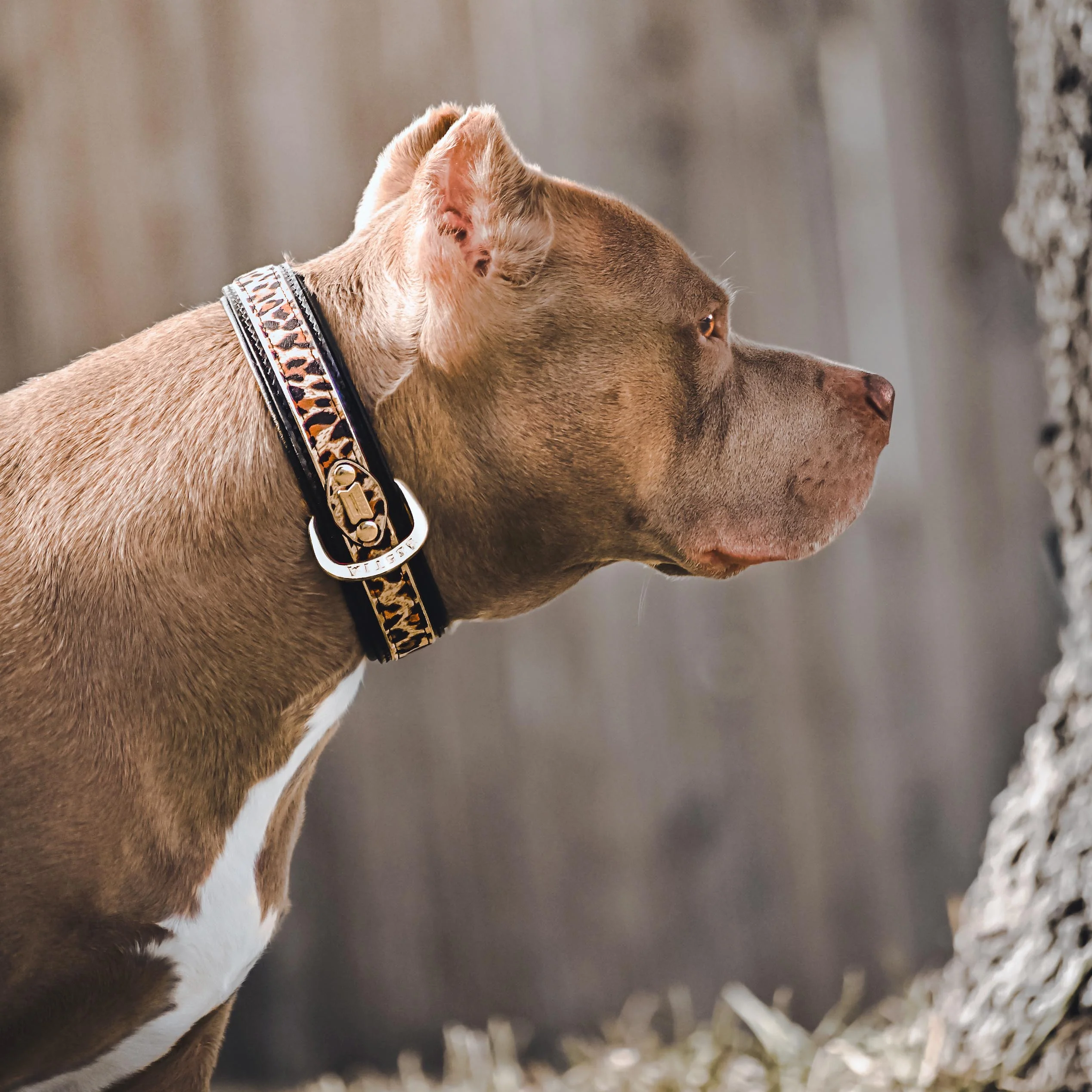 The Leopard Collar - Image 4