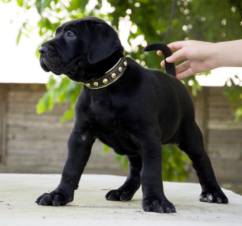 The "Maxi" collar - Image 2