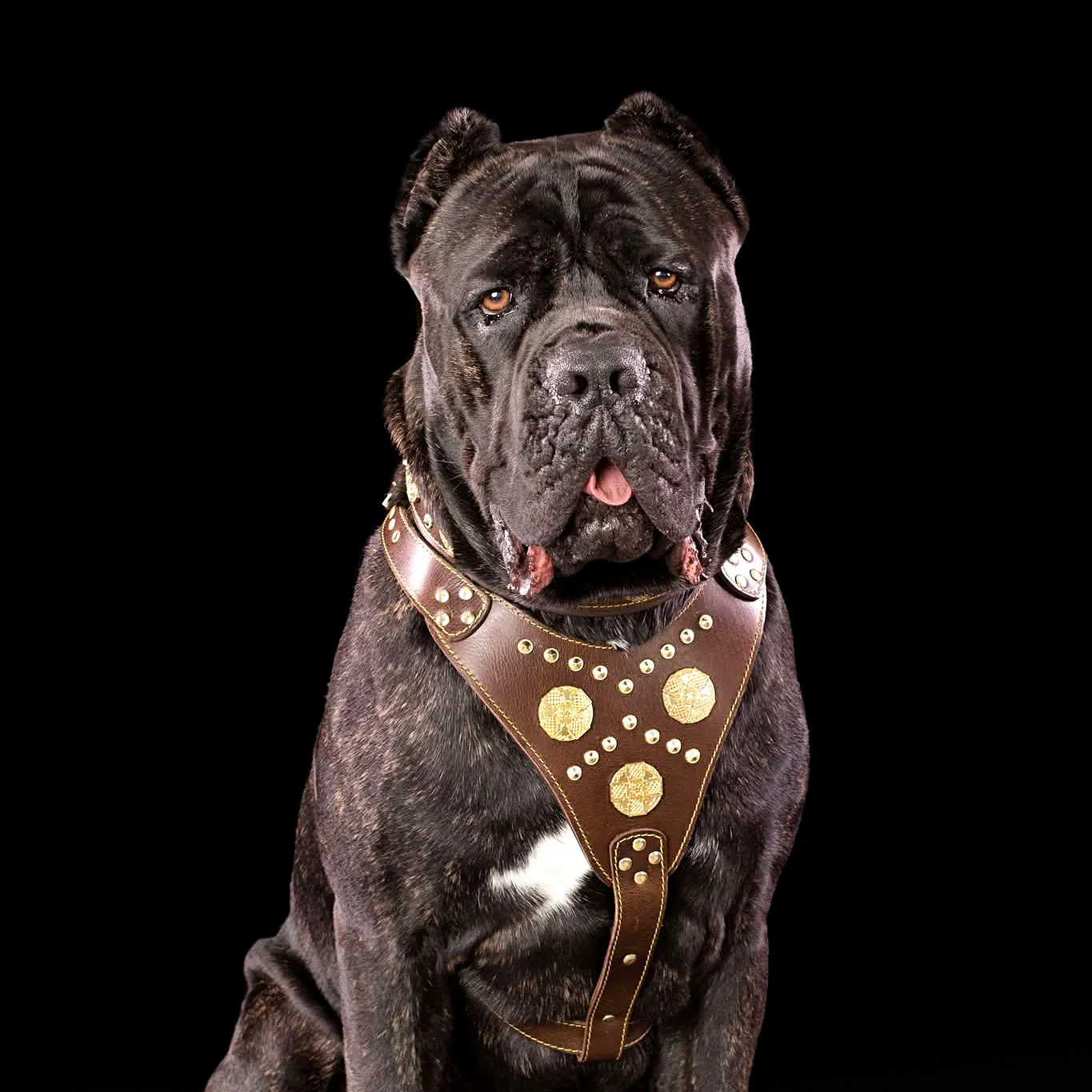 The "Maximus" brown harness - Image 2