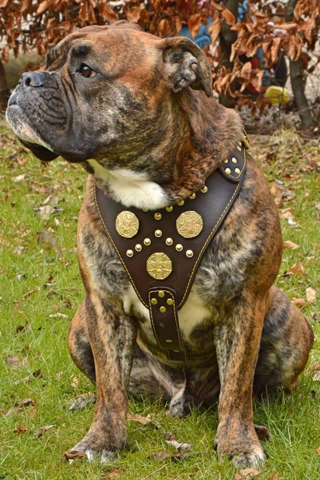 The "Maximus" brown harness - Image 3