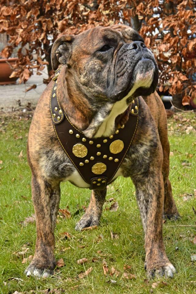 The "Maximus" brown harness - Image 4