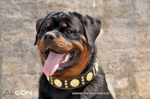 The "Maximus" collar 2.5 inch wide black & gold - Image 3