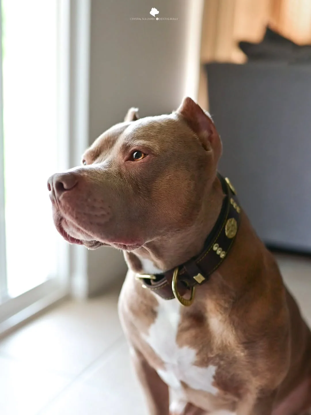The "Maximus" collar 2.5 inch wide brown & gold - Image 3