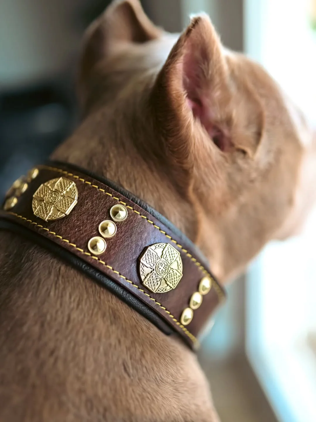 The "Maximus" collar 2.5 inch wide brown & gold - Image 4