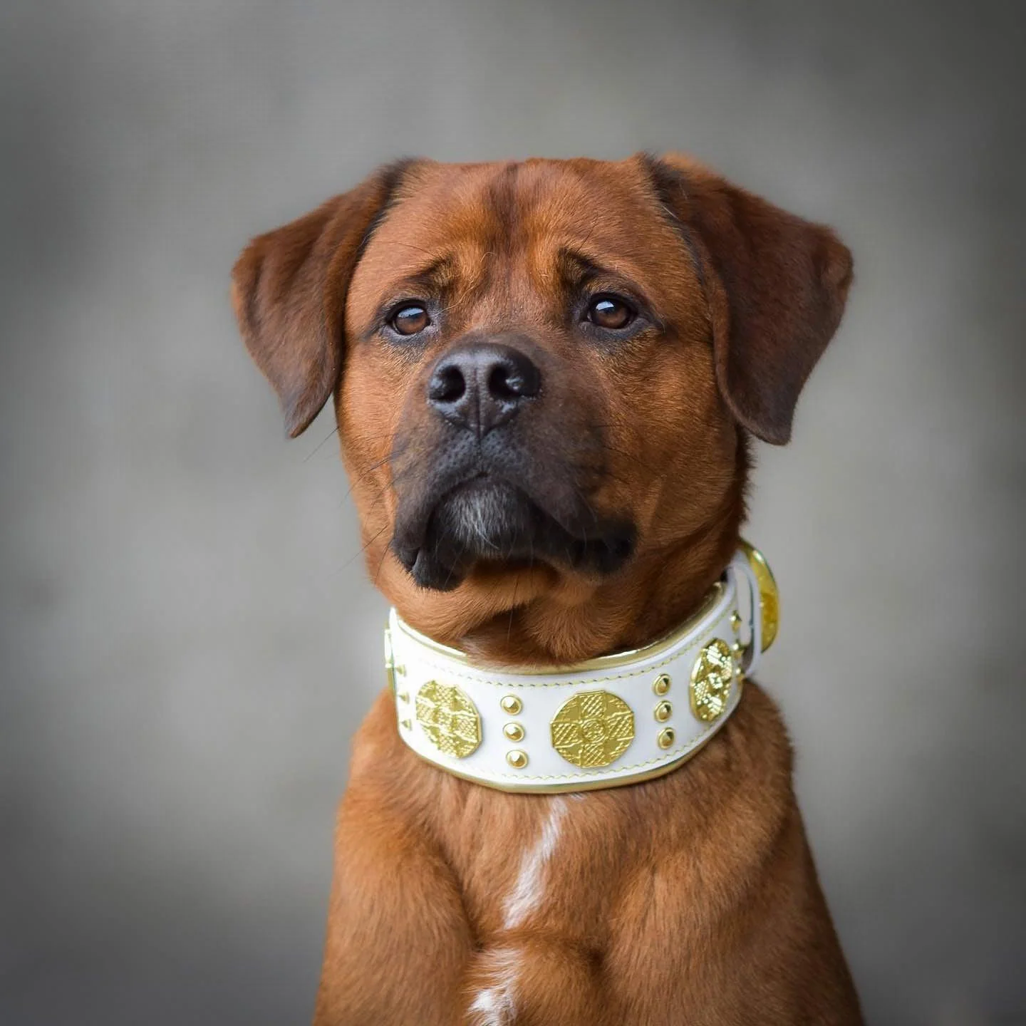 The "Maximus" collar 2.5 inch wide white & gold - Image 2