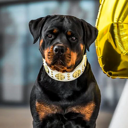 The "Maximus" collar 2.5 inch wide white & gold - Image 3