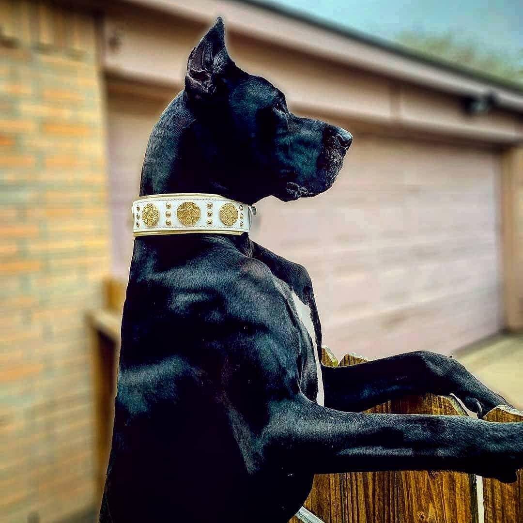 The "Maximus" collar 2.5 inch wide white & gold - Image 4