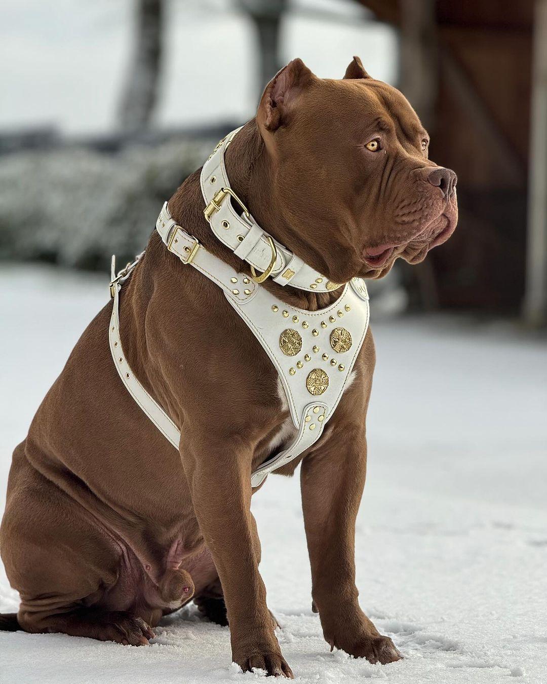 The "Maximus" collar 2.5 inch wide white & gold - Image 5