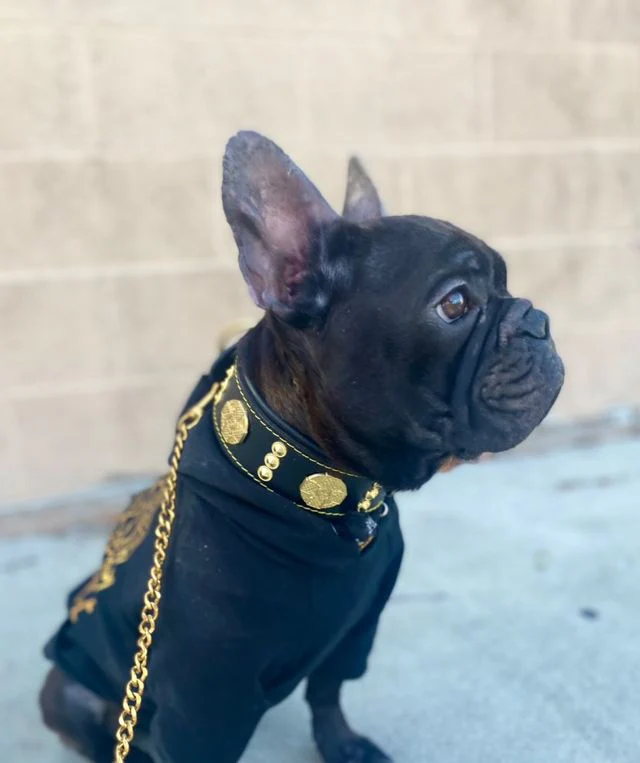 The "Maximus" collar 2 inch wide gold decoration - Image 3