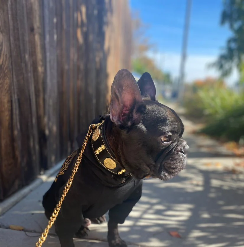 The "Maximus" collar 2 inch wide gold decoration - Image 4