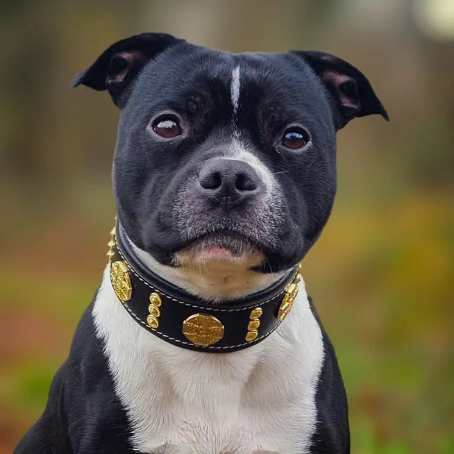 The "Maximus" collar 2 inch wide gold decoration - Image 5