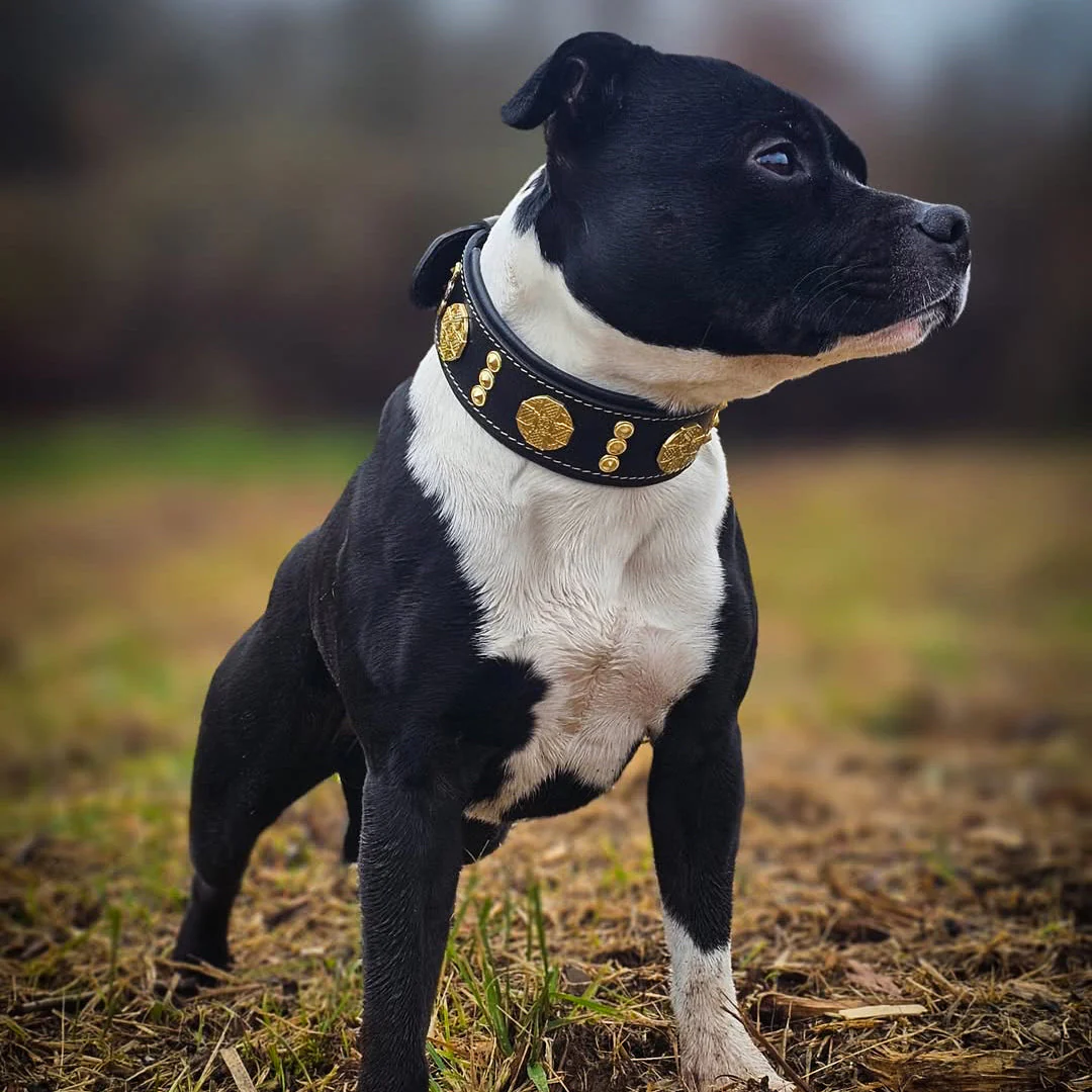 The "Maximus" collar 2 inch wide gold decoration - Image 6