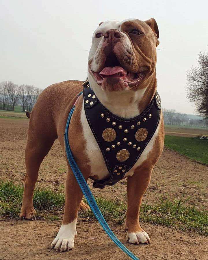 The "Maximus" harness black & gold - Image 2