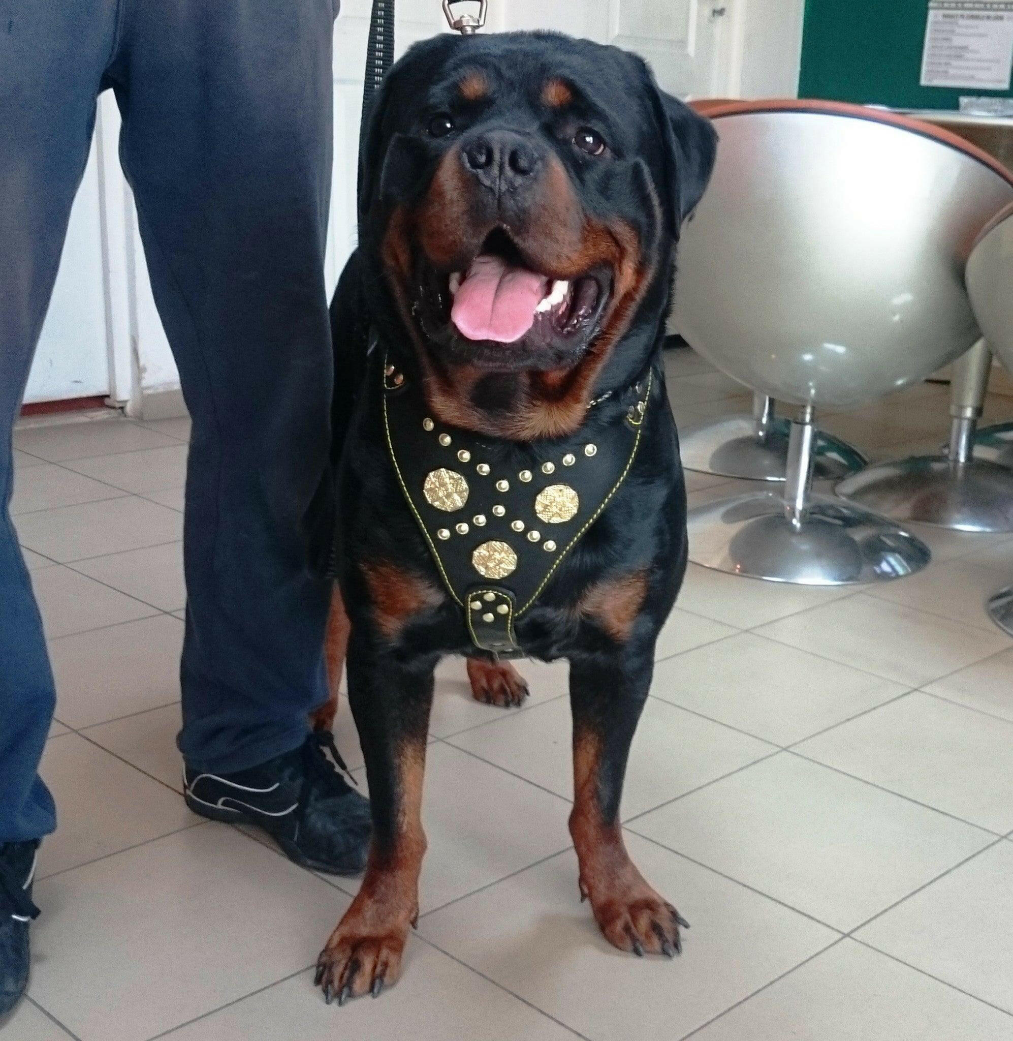 The "Maximus" harness black & gold - Image 3