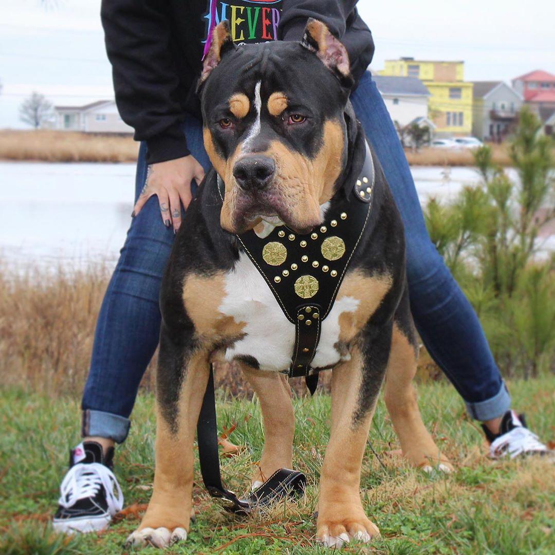 The "Maximus" harness black & gold - Image 4