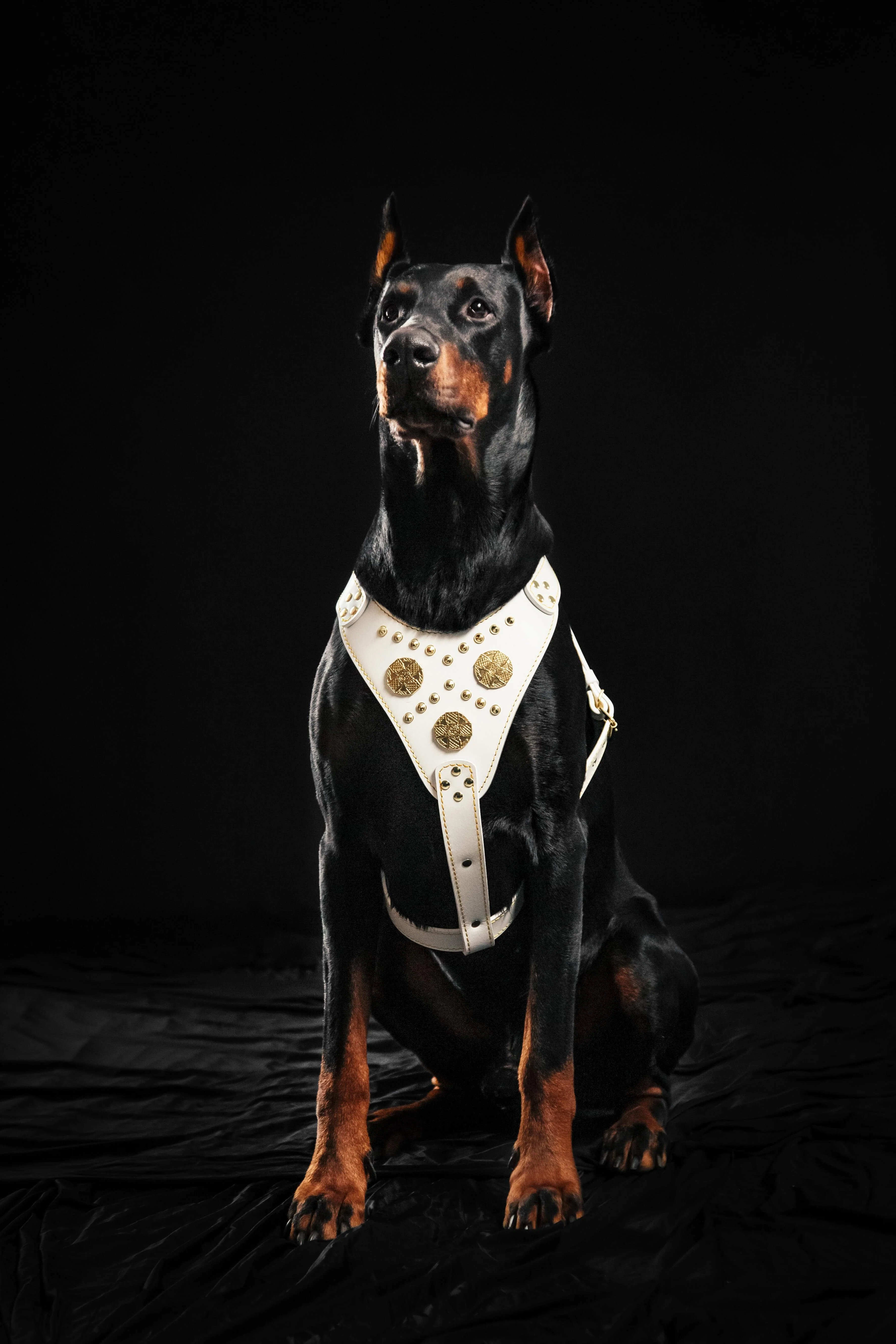 The "Maximus" harness White - Image 3