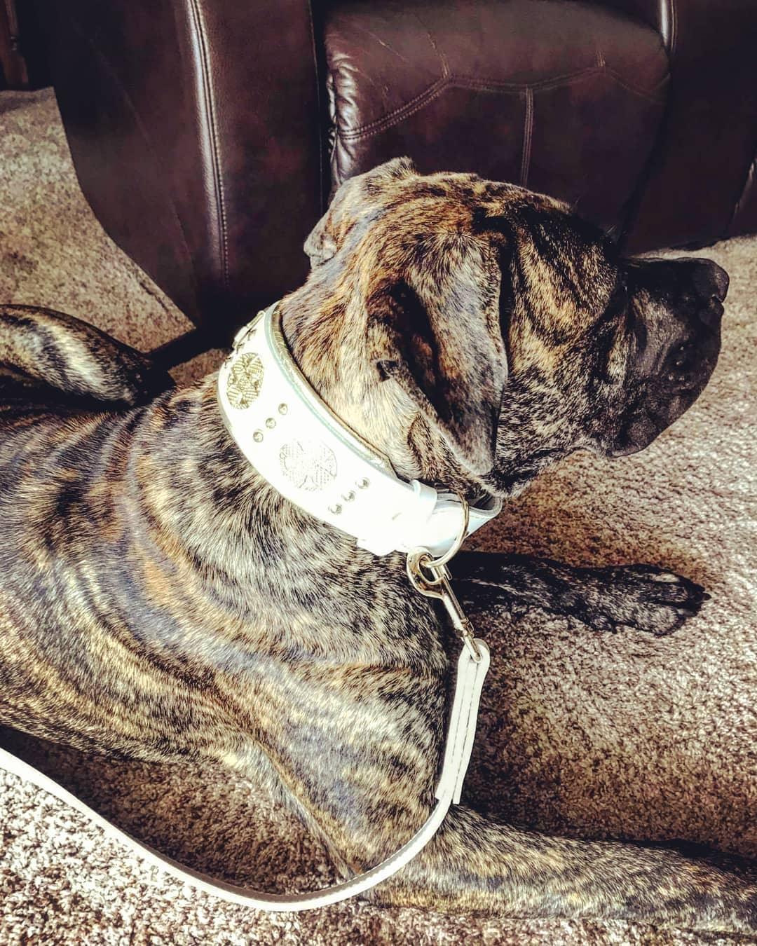 The "Maximus" leash white & gold - Image 3